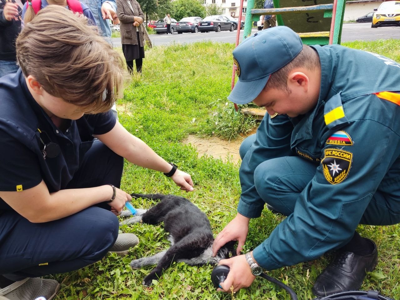 Помощь в орле. Спасение животных. Пожарные спасают животных. Спасать котов.