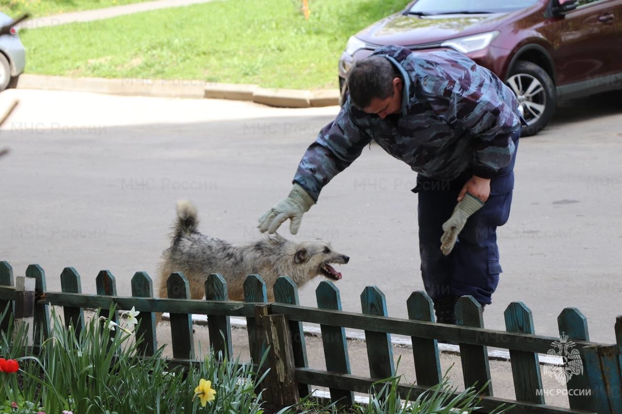 В Орле спасатели помогли выбраться застрявшей в подвале собаке | 03.05.2023  | Орел - БезФормата